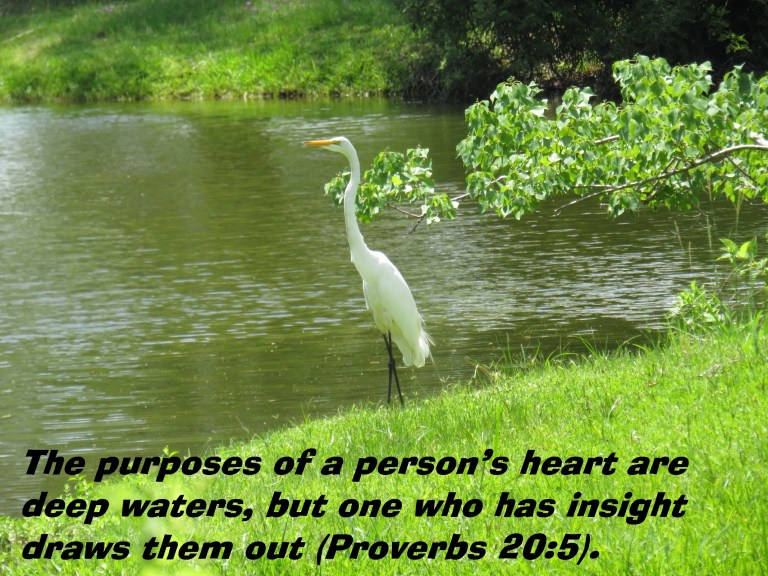 © Photo Artist Susan Ruth Robertson 090025006100 SX 400 IS (57) - Copy.JPG