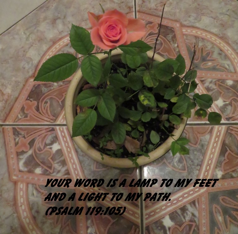 © Photo Artist Susan Ruth Robertson 090025006100 SX 400 IS (7).JPG