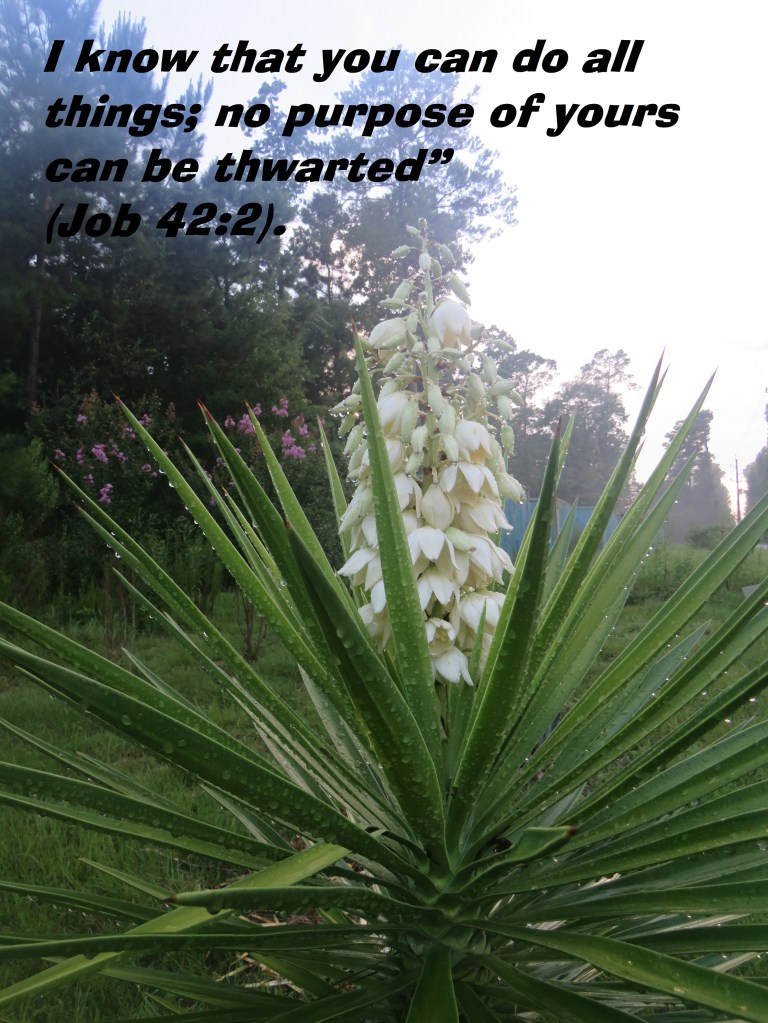 © Photo Artist Susan Ruth Robertson 090025006100 SX 540 HS (12) - Copy.JPG