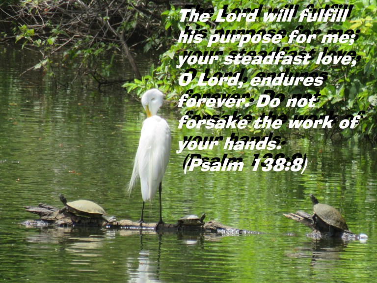 © Photo Artist Susan Ruth Robertson 090025006100 SX 540 HS (27) - Copy.JPG