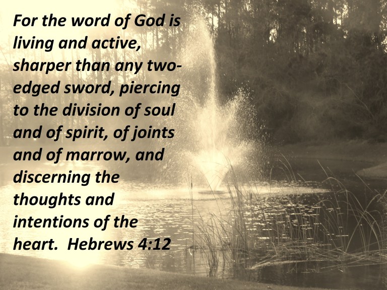 © Photo Artist Susan Ruth Robertson 090025006100 SX 540HS (4).JPG