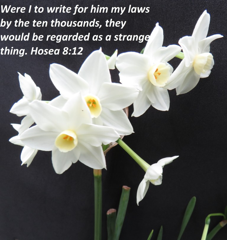 © Photo Artist Susan Ruth Robertson 090025006100 SX 540HS (66).JPG