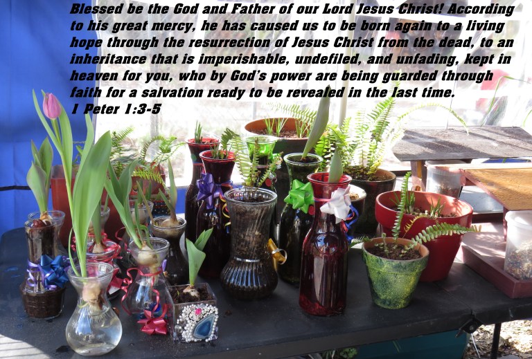 © Photo Artist Susan Ruth Robertson 090025006100 SX 400 IS (17).JPG