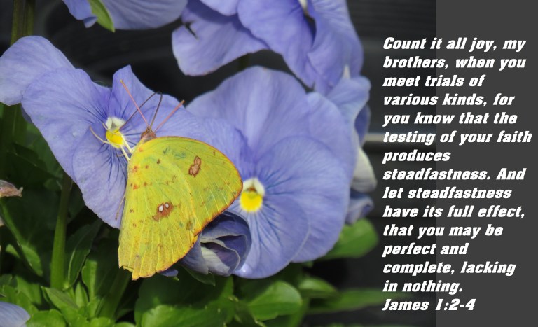 © Photo Artist Susan Ruth Robertson 090025006100 SX 400 IS (20).JPG