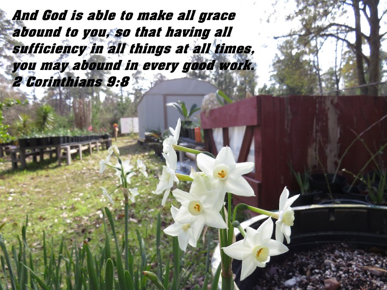 © Photo Artist Susan Ruth Robertson 090025006100 SX 400 IS (3).JPG