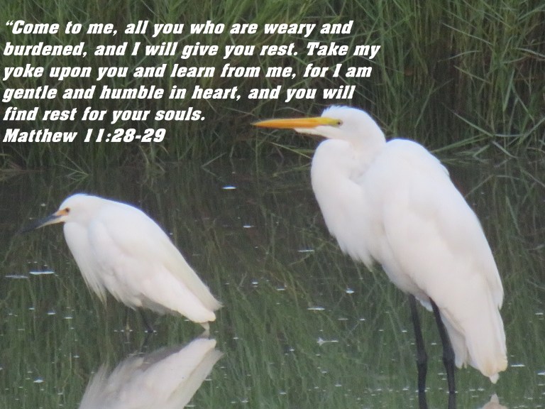 © Photo Artist Susan Ruth Robertson 090025006100 SX 400 IS (31) - Copy.JPG