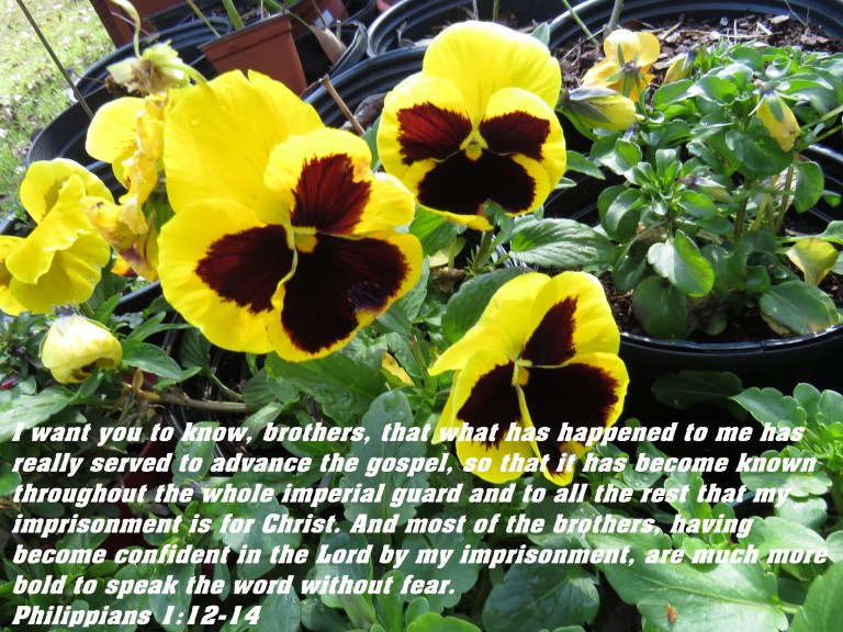 © Photo Artist Susan Ruth Robertson 090025006100 SX 400 IS (4) - Copy.JPG