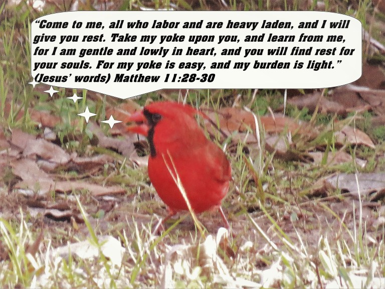 © Photo Artist Susan Ruth Robertson 090025006100 SX 400 IS (46).JPG