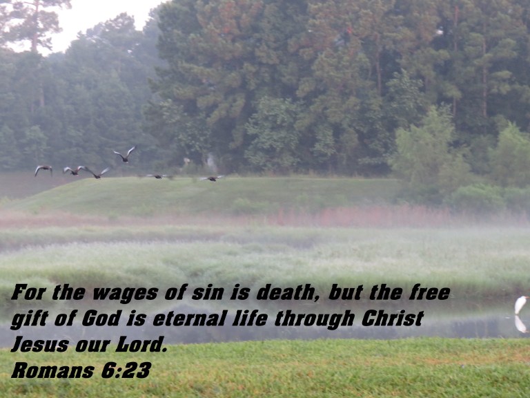 © Photo Artist Susan Ruth Robertson 090025006100 SX 400 IS (5) - Copy.JPG