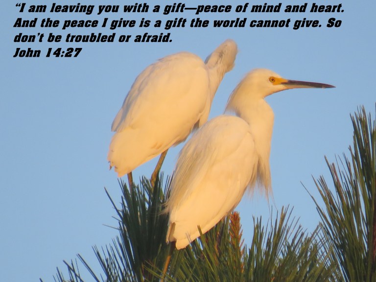 © Photo Artist Susan Ruth Robertson 090025006100 SX 400 IS (53) - Copy.JPG