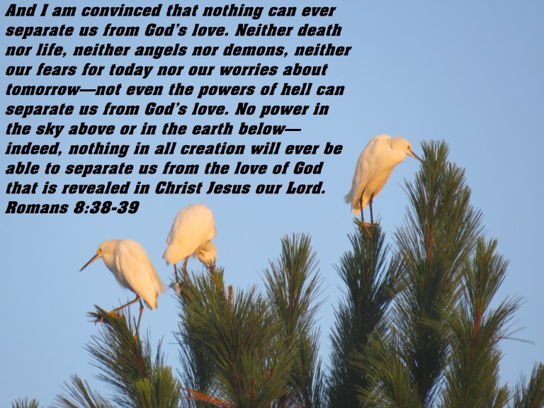 © Photo Artist Susan Ruth Robertson 090025006100 SX 400 IS (58) - Copy.JPG