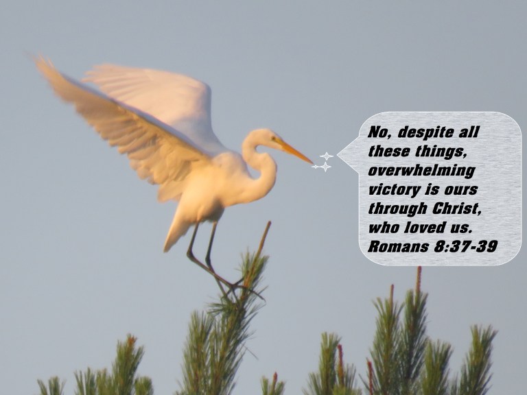 © Photo Artist Susan Ruth Robertson 090025006100 SX 400 IS (61) - Copy.JPG