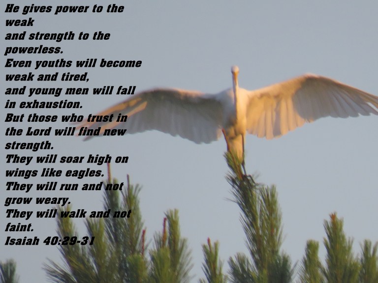 © Photo Artist Susan Ruth Robertson 090025006100 SX 400 IS (62) - Copy.JPG