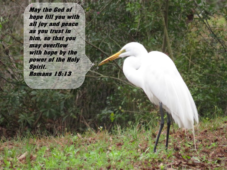 © Photo Artist Susan Ruth Robertson 090025006100 SX 400  (202) - Copy.JPG