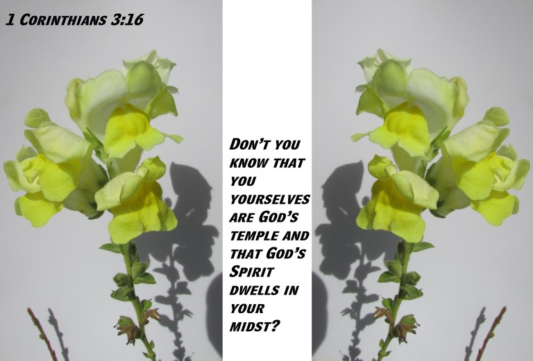 © Photo Artist Susan Ruth Robertson 090025006100 SX 400  (23) - Copy.JPG