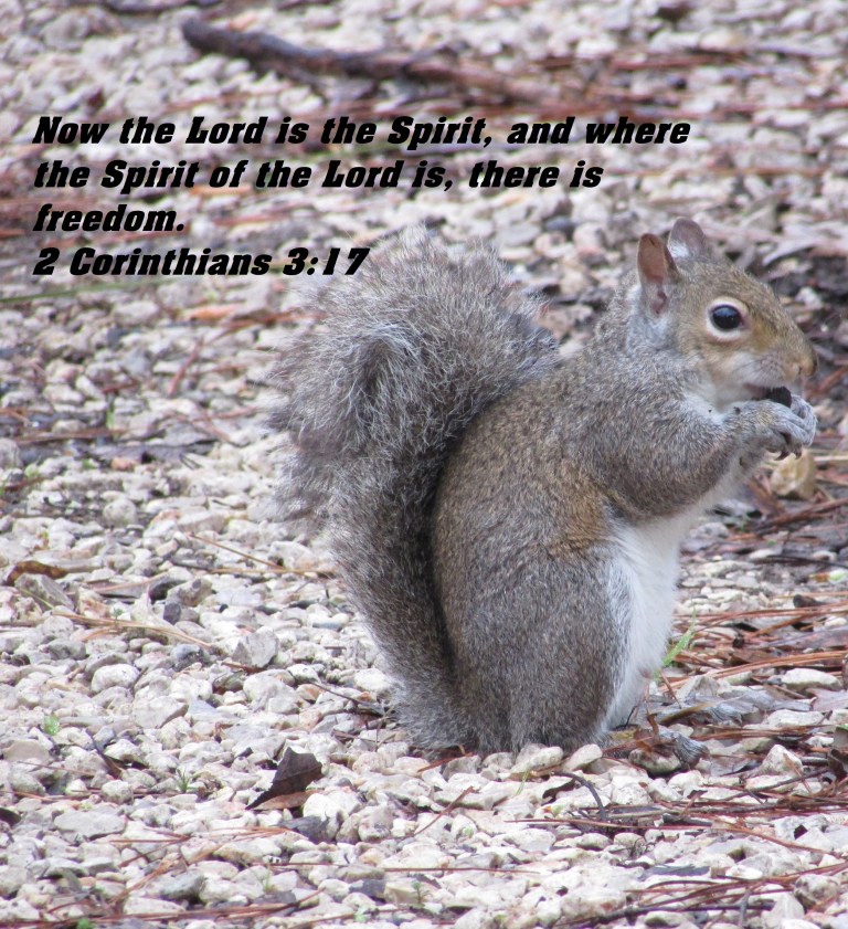 © Photo Artist Susan Ruth Robertson 090025006100 SX 400  (28).JPG