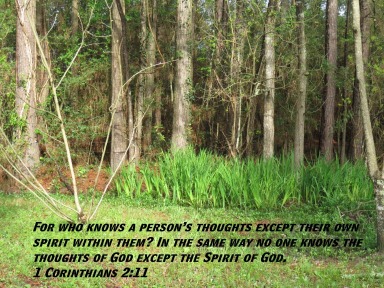 © Photo Artist Susan Ruth Robertson 090025006100 SX 400 (35) - Copy.JPG