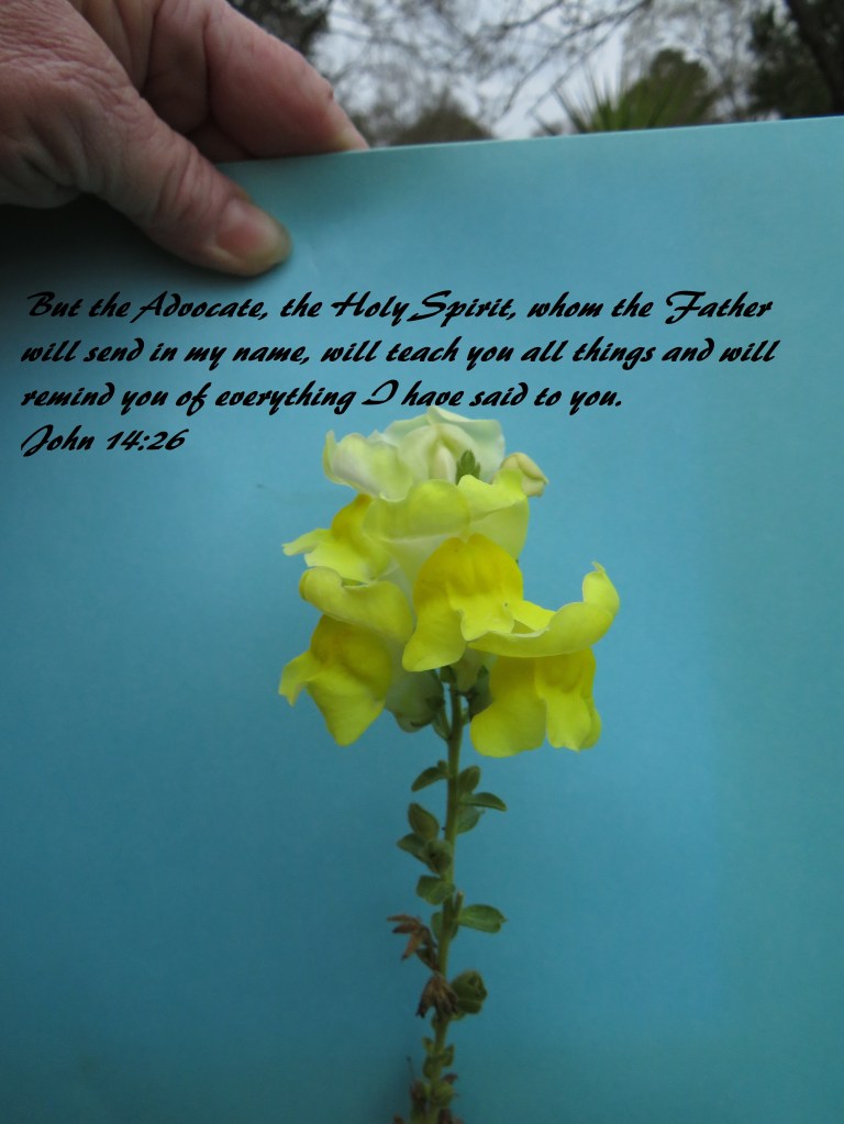 © Photo Artist Susan Ruth Robertson 090025006100 SX 400 IS (102).JPG