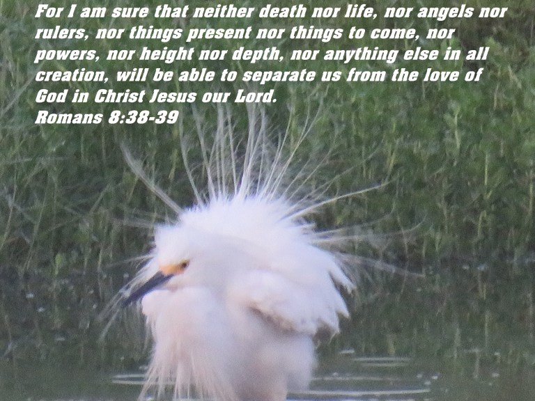 © Photo Artist Susan Ruth Robertson 090025006100 SX 400 IS (16) - Copy.JPG