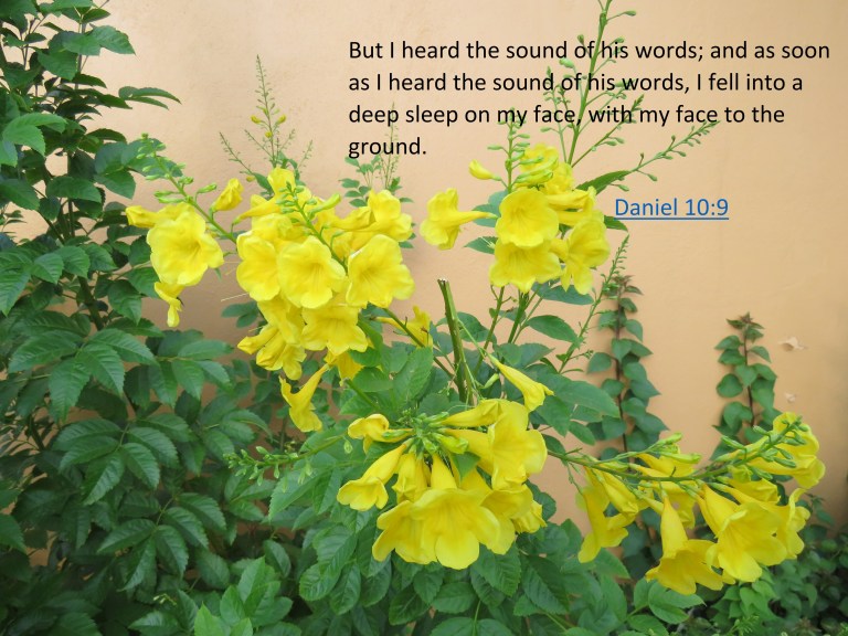 © Photo Artist Susan Ruth Robertson 090025006100 SX 400 IS (26) - Copy.JPG