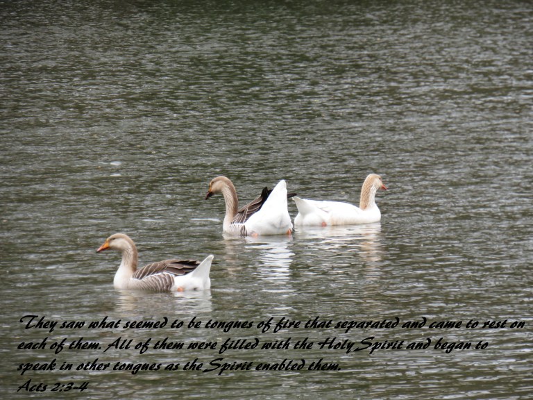 © Photo Artist Susan Ruth Robertson 090025006100 SX 400 IS (34).JPG