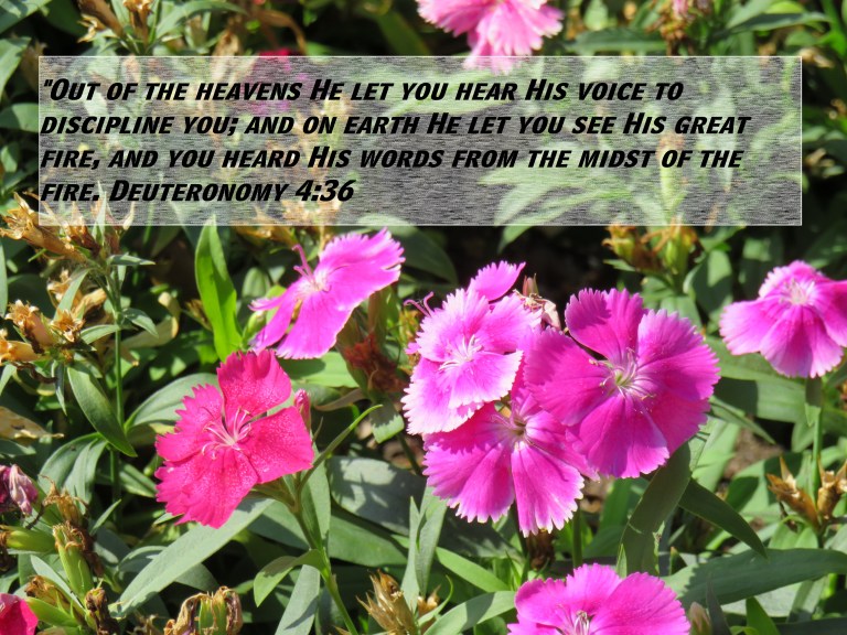 © Photo Artist Susan Ruth Robertson 090025006100 SX 400 IS (64) - Copy.JPG