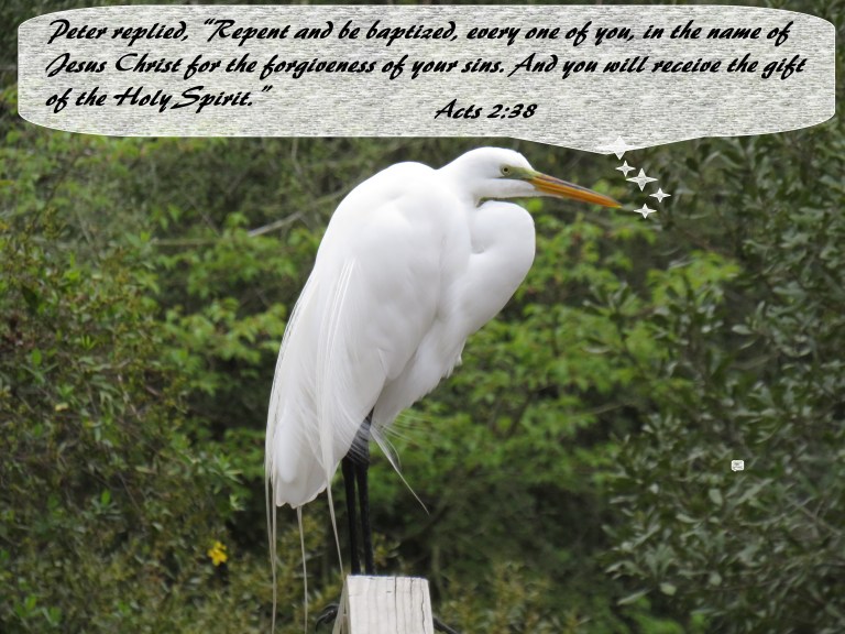 © Photo Artist Susan Ruth Robertson 090025006100 SX 400 IS (66).JPG