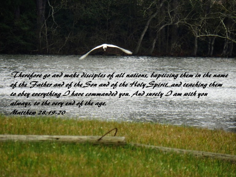 © Photo Artist Susan Ruth Robertson 090025006100 SX 400 IS (75) - Copy.JPG