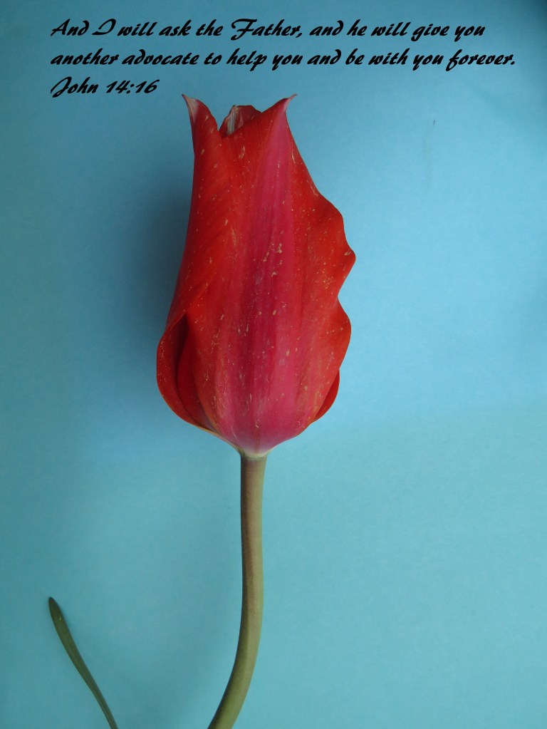 © Photo Artist Susan Ruth Robertson 090025006100 SX 400 IS (95).JPG