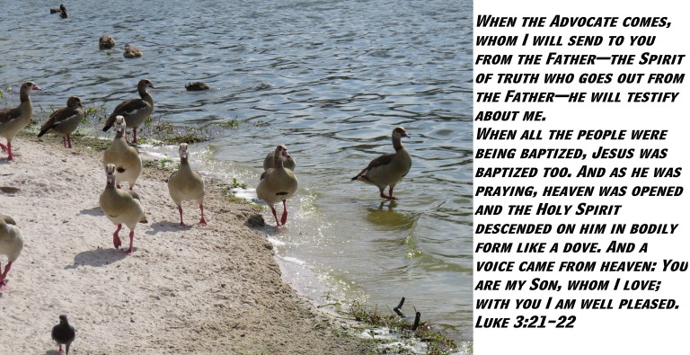 IMG_4139© Photo Artist Susan Ruth Robertson 090025006100 SX 400 IS  (13).JPG