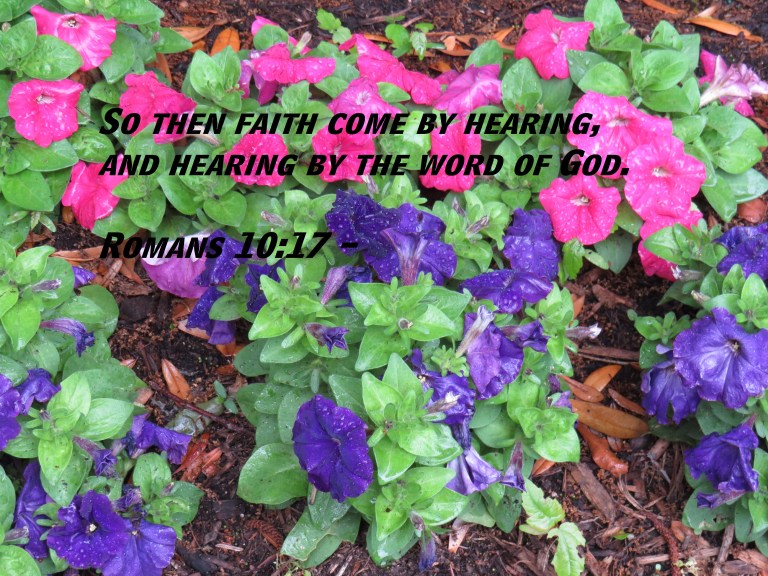 © Photo Artist Susan Ruth Robertson 090025006100 SX 400 (11) - Copy.JPG