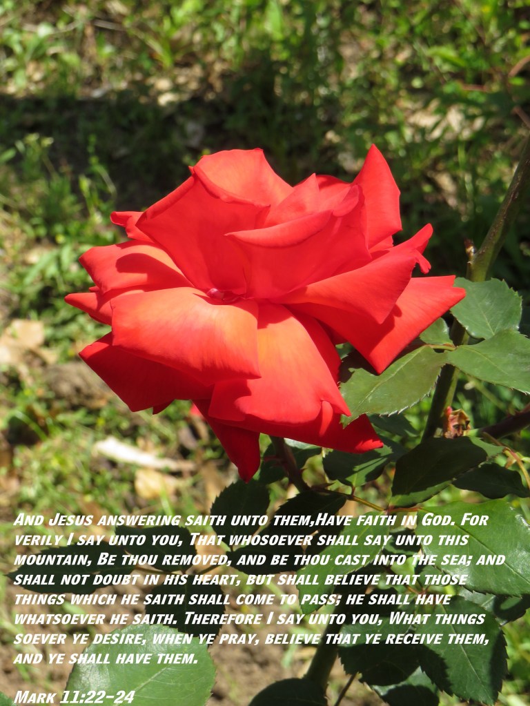 © Photo Artist Susan Ruth Robertson 090025006100 SX 400 (12) - Copy.JPG