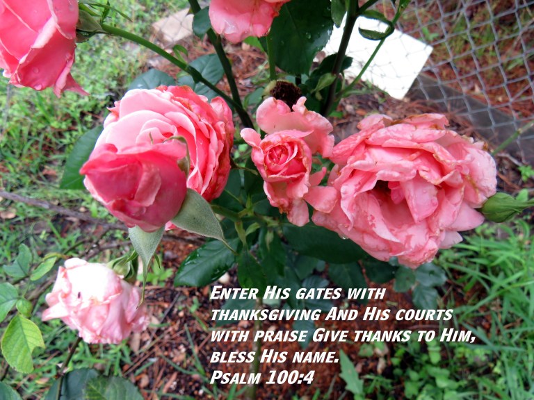 © Photo Artist Susan Ruth Robertson 090025006100 SX 400  (152) - Copy.JPG