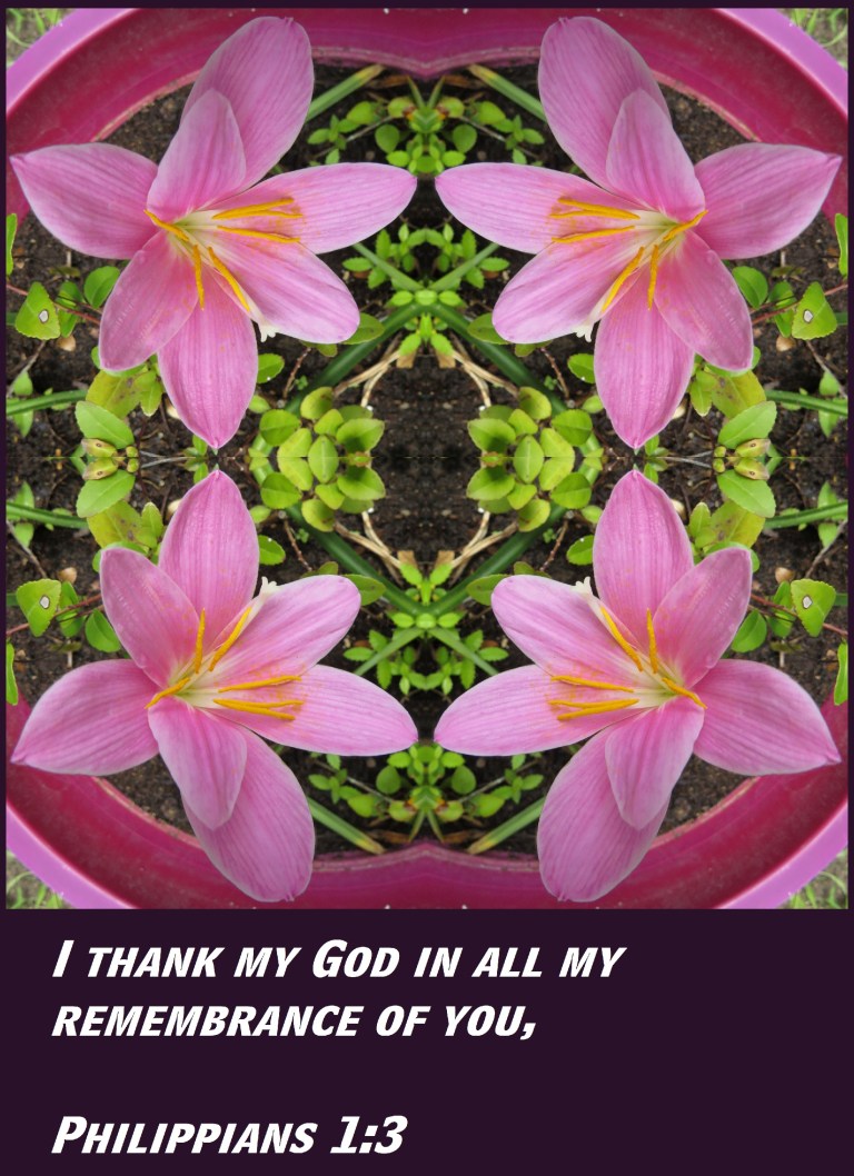 © Photo Artist Susan Ruth Robertson 090025006100 SX 400 (16) - Copy.JPG