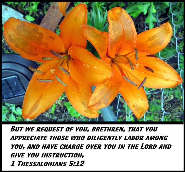 © Photo Artist Susan Ruth Robertson 090025006100 SX 400 (173) - Copy.JPG