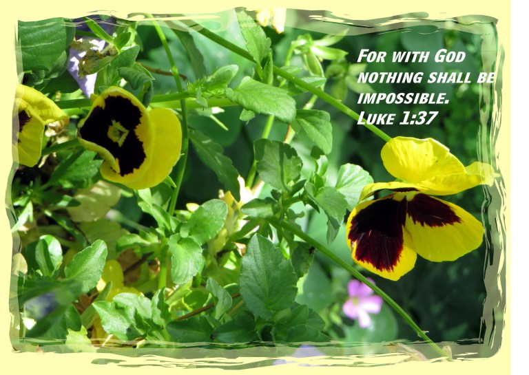 © Photo Artist Susan Ruth Robertson 090025006100 SX 400 (23) - Copy.JPG