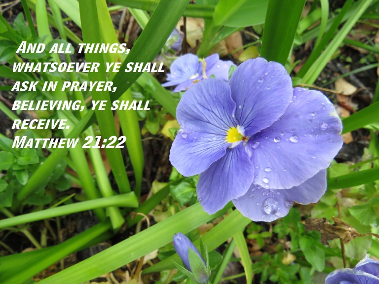 © Photo Artist Susan Ruth Robertson 090025006100 SX 400  (24) - Copy.JPG