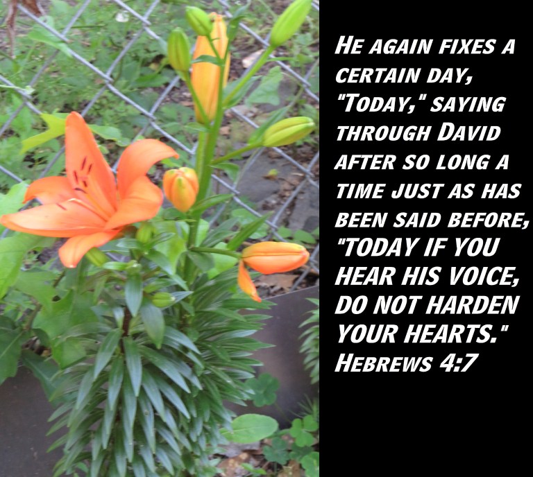 © Photo Artist Susan Ruth Robertson 090025006100 SX 400 (32) - Copy.JPG