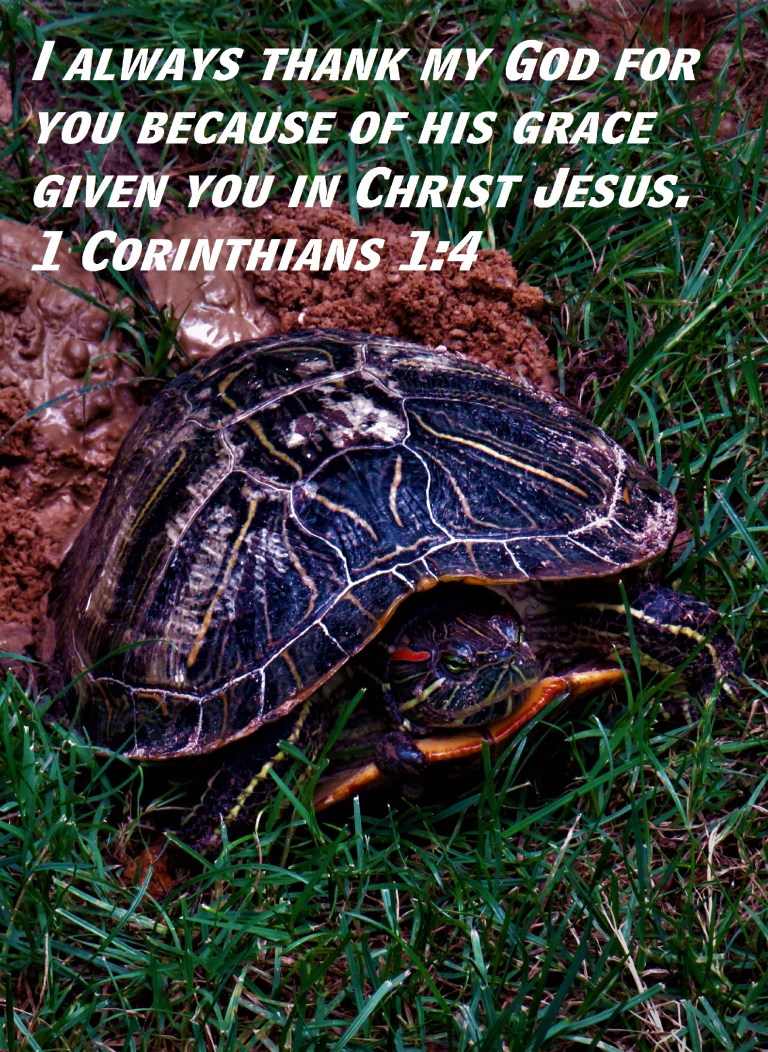 © Photo Artist Susan Ruth Robertson 090025006100 SX 400  (54) - Copy.JPG