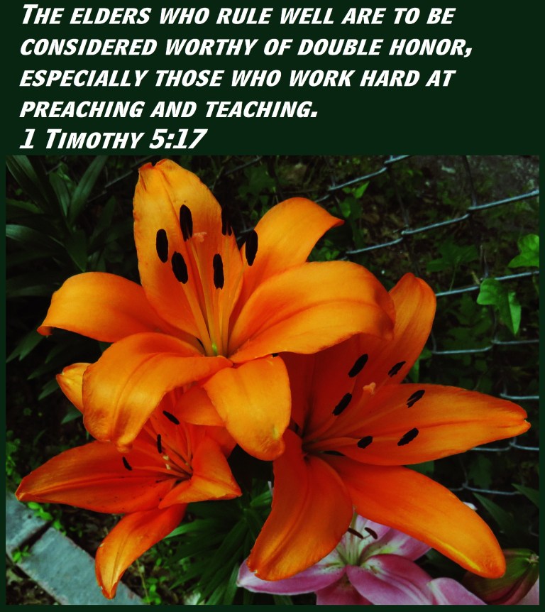 © Photo Artist Susan Ruth Robertson 090025006100 SX 400 (71) - Copy.JPG