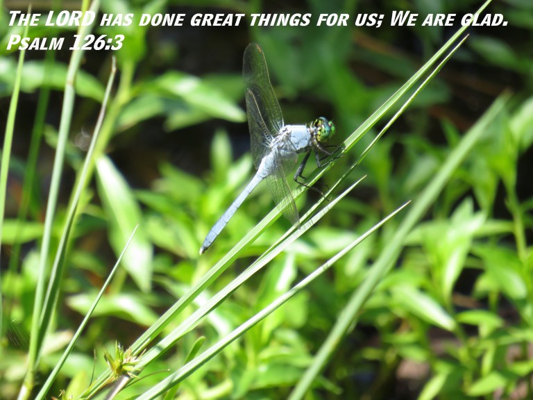 © Photo Artist Susan Ruth Robertson 090025006100 SX 400 IS (15).JPG