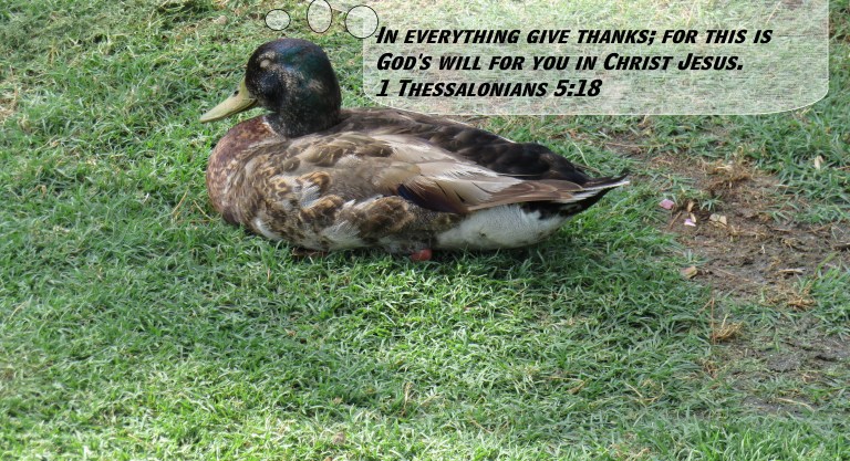 © Photo Artist Susan Ruth Robertson 090025006100 SX 540 HS  (7) - Copy.JPG