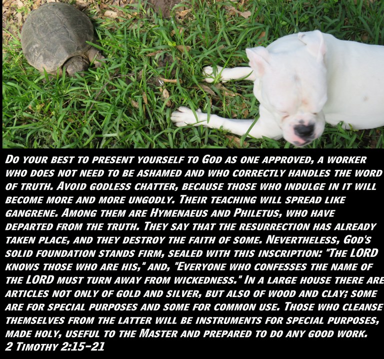 © Photo Artist Susan Ruth Robertson 090025006100 SX 400 (11) - Copy.JPG