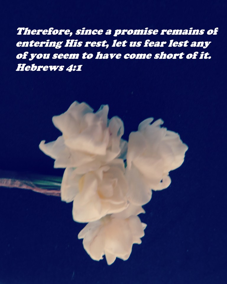 © Photo Artist Susan Ruth Robertson 090025006100 SX 400  (35).JPG