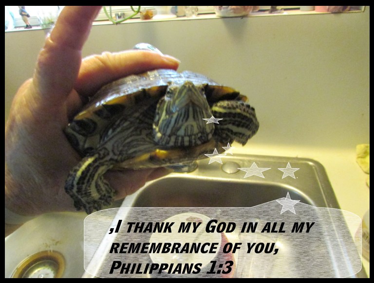 © Photo Artist Susan Ruth Robertson 090025006100 SX 400  (96) - Copy.JPG