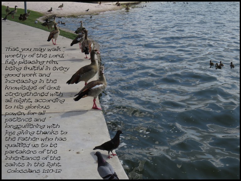 © Photo Artist Susan Ruth Robertson 090025006100 SX 540 HS  (50) - Copy.JPG