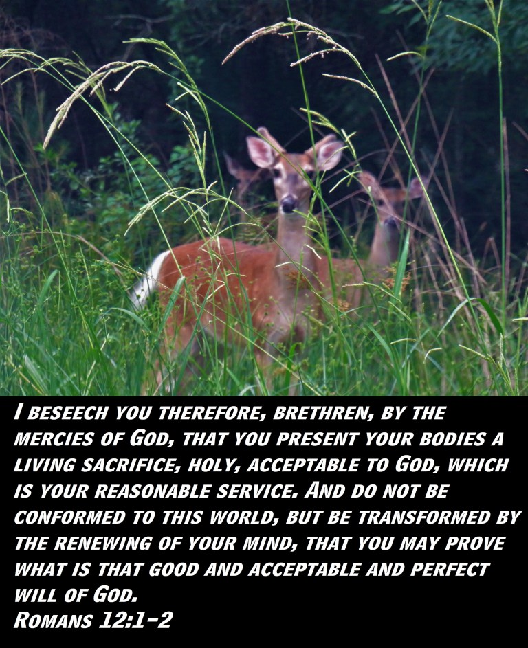 IMG_0500 (3) - Copy.JPG