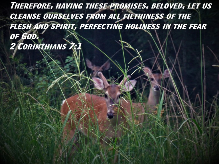 IMG_0501 (2) - Copy.JPG