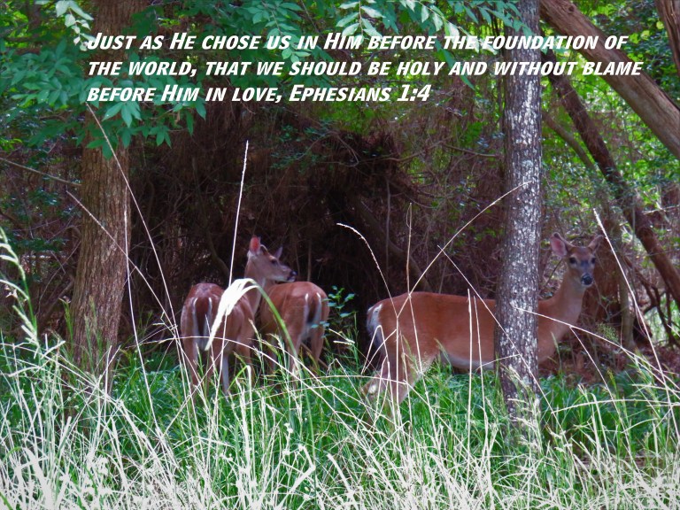 IMG_0509 (2) - Copy.JPG