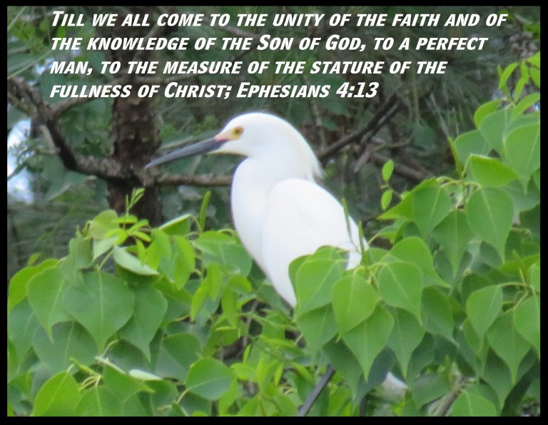 IMG_3387 - Copy (2).JPG